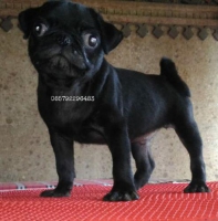 1 ekor puppy pug stamboom