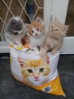 6 anakan persia X mainecoon
