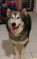 Alaskan Malamute Stambum Vaksin Lengkap