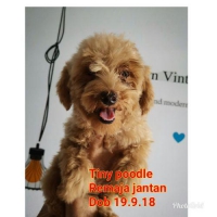 Red Tiny poodle limited stok, Stambum Dan Vaksin