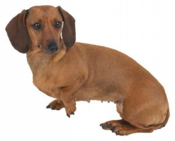 1 ekor anjing tekel usia 2 tahun + sertifikat (female)