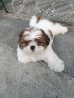 1 ek anjing shihtzu 3 color 4 bulan stambum vaksin