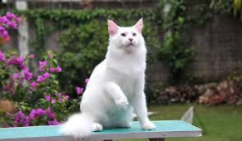 kucing maine coon warna white solid mata odd eye sangat cantik cocok buat kontes, non ped