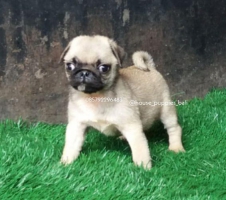 3 Puppy pug stamboom