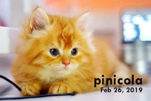 Mainecoon Kitten umur 2 bulan