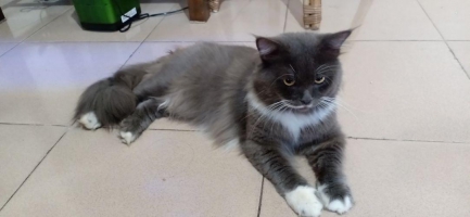 Persia Medium 1,5 Tahun Jantan Jago kawin