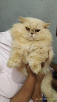 pacak / kawin jago birahi kucing peaknose longhair garansi bandung