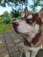 Siberian Husky Blue Eyes Jantan 7 Bulan