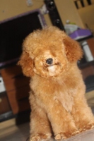 Toy red poodle jantan