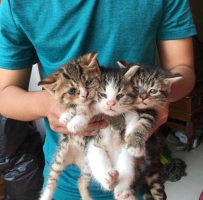 Kucing Persia Medium usia 2 bulan