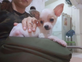 3 ekor anakan chihuahua jantan 2 ekor betina 1 ekor