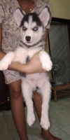 2 ekor anak anjing husky stambum vaksin lengkap