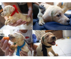 4 ekor anakan labrador retriever warna yellow ( 2 jantan dan 2 betina )
