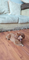 Red Toy Poodle Umur 6 bulan & Vaksin Lengkap