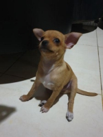 Chihuahua anakan puppy jantan brown