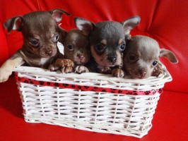 Dua anak anjing Chihuahua yang comel.