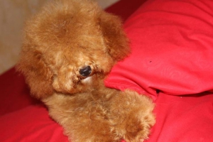 Anjing Toy Poodle stambum dan vaksin lengkap