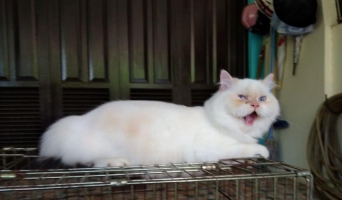 Grooming Kucing House call/panggilan