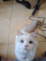 Siap adopsi kucing pure ragdoll full vaksin