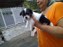 1 ek anakan shihtzu hitam putih betina non stambum