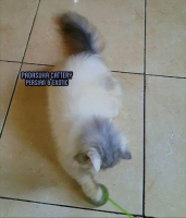 READY PERSIAN LONGHAIR ADULT PEDIGREE DEWASA