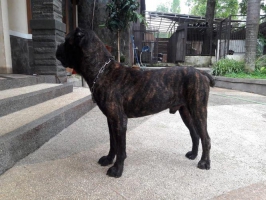 1 Ekor Anjing Cane Corso Italian ( Jantan ) & Stambum