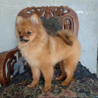 Anakan minipom jantan 4 bulan