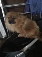 1 ekor anjing mini Pomeranian jantan stambum & vaksin