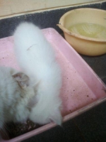 Kucing Persia Betina dg 3 anaknya total 4ekor hanya rp2jt