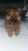 anakan minipom stambum vaksin obat cacing
