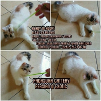 READY PERSIAN EXOTIC JUNIOR PEDIGREE