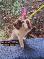 READY KITTEN PERSIAN EXOTIC NON PED RASA PEDIGREE