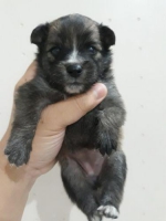 4 ekor pom 2 jantan 2 betina usia 3 minggu