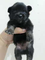 2 ekor puppy minipom jantan