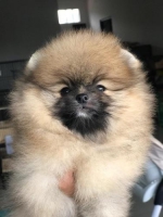 Mini Pom Jantan Good Quality