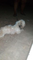 Anjing shih Tzu murah aja dapet di kasih teman
