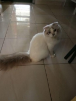 kucing scottis fold sudah vaksin