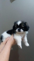 1 ek anjing shihtzu jantan 2 bulan non stambum