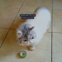 READY PERSIAN LONGHAIR PEDIGREE