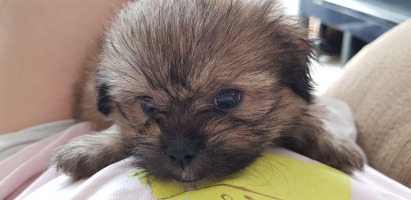 Cute baby Shitzu