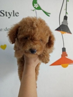 3 ekor tiny poodle red and brown