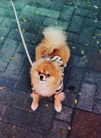 Pacak / Pejantan mini pomeranian spesial - Orange