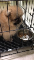 Mini Pom Jantan Good Quality