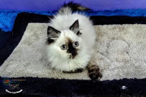 Kitten Persia usia 3 bulan