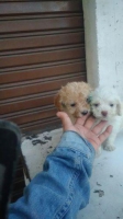 2 ek tiny toy pudel jantan stambum vaksin