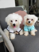 Bichon frise couple 4 bulan beda induk plus sertifikat dan vaksin lengkap