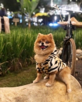Open Stud Pejantan mini pomeranian special - Orange