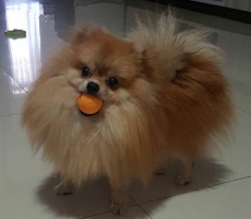 Sedia Pejantan mini pomeranian...blood import...muka cute,bulu tebal