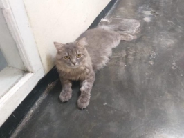 Kucing persia medium jantan 1thn