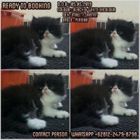 READY TO BOOKING KITTEN PERSIAN NONPED